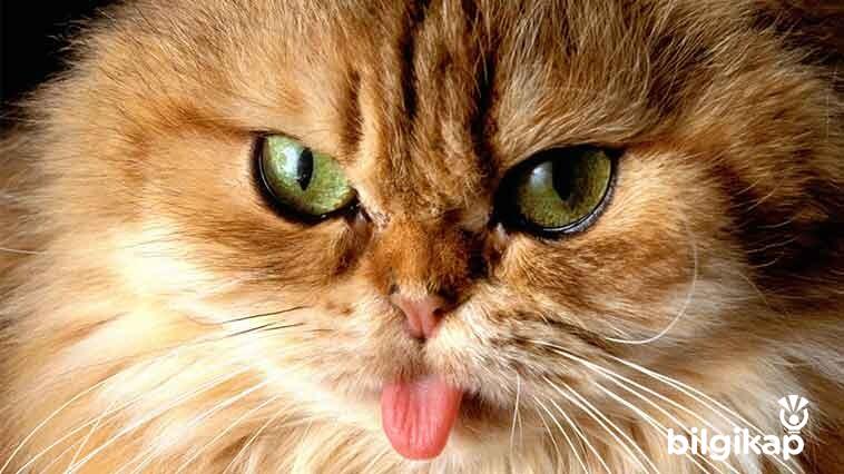 Kedilerin Beş Duyusu  Evcil Hayvanlar Kedi Bakımı